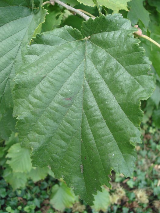Corylus colurna feuille